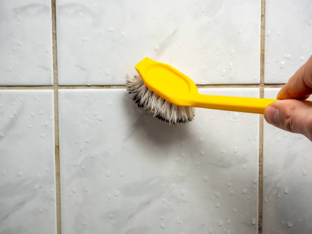 Best White Mold Remediation in Westvle, IL