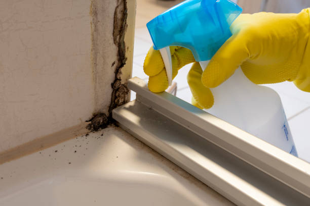 Best Residential Mold Remediation in Westvle, IL