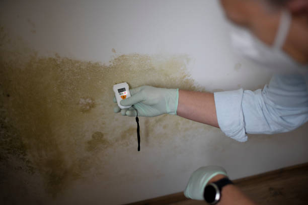 Best Kitchen Mold Remediation in Westvle, IL