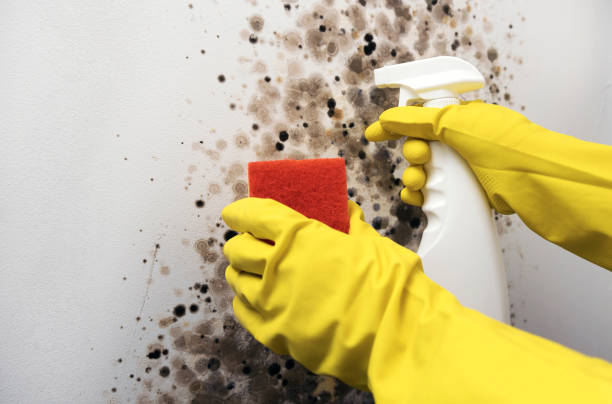 Best Localized Mold Remediation (e.g., coastal areas, humid climates) in Westvle, IL