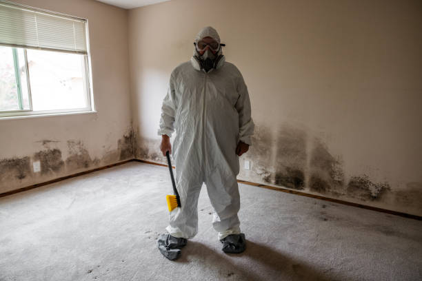 Best Basement Mold Remediation in Westvle, IL