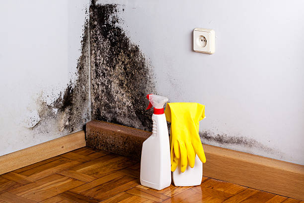 Best Mold Testing and Inspection Services in Westvle, IL