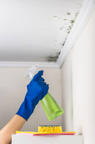 Best Attic Mold Remediation in Westvle, IL