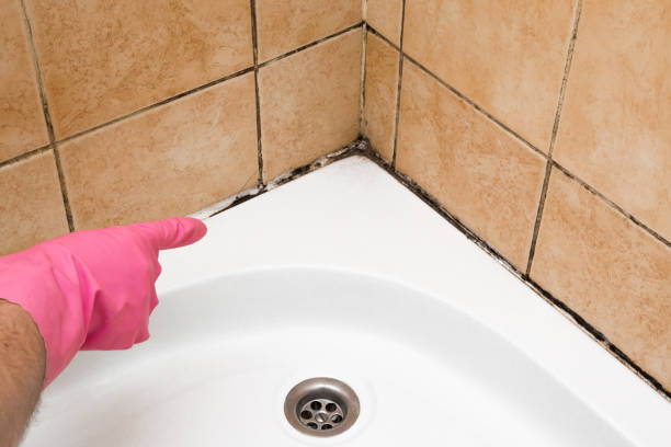 Best Health and Safety Mold Remediation in Westvle, IL