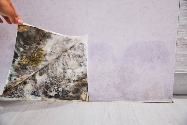 Best Black Mold Remediation in Westvle, IL